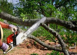 Best Tree Maintenance Programs  in Cherry Valley, IL